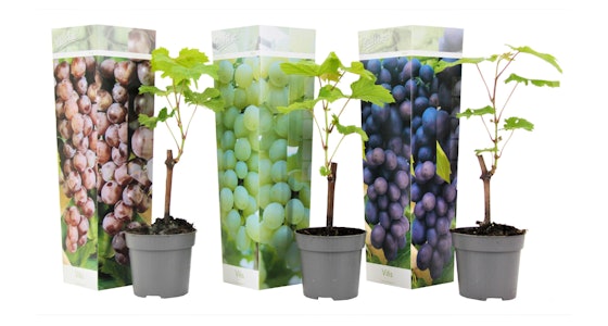 Set van 3 winterharde druiven planten hoogte  25 - 40 cm!